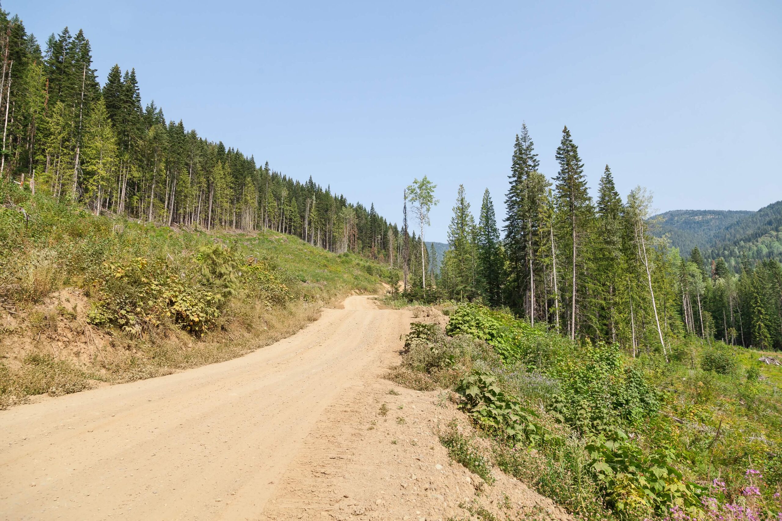 Sustainable forest management in BC