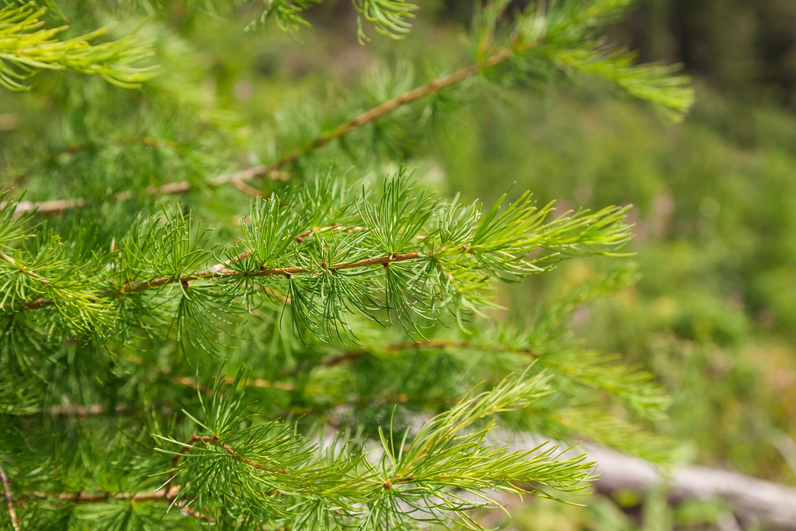 Sustainable forest management in BC